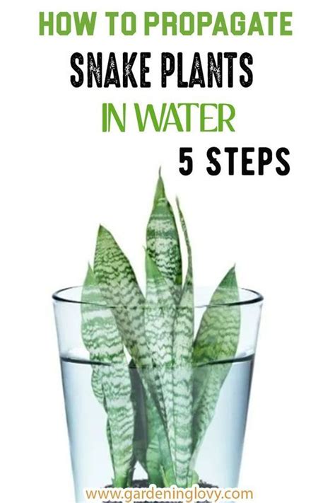 moisture meter snake plant|best snake plant care.